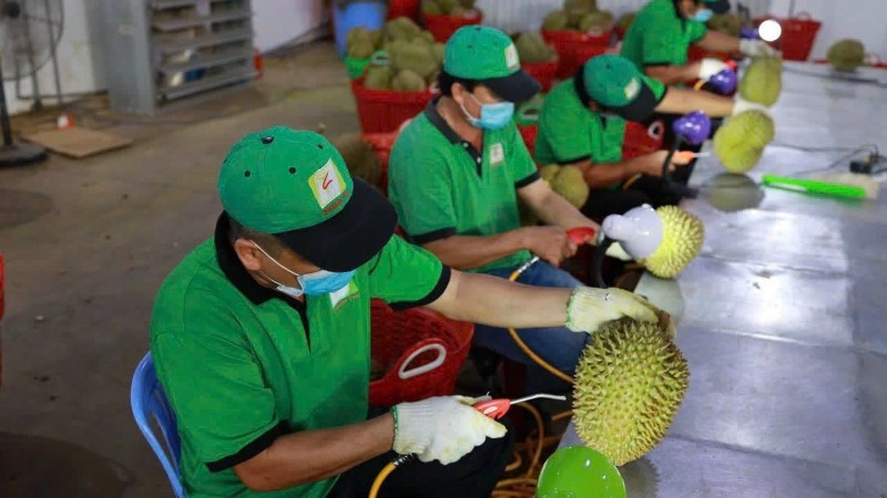 Kiểm dịch sầu riêng trước khi xuất khẩu tại Công ty cổ phần Tập đoàn Xuất nhập khẩu trái cây Chánh Thu. (Ảnh MINH ANH)