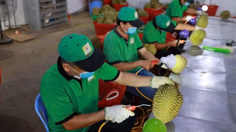 Kiểm dịch sầu riêng trước khi xuất khẩu tại Công ty cổ phần Tập đoàn Xuất nhập khẩu trái cây Chánh Thu. (Ảnh MINH ANH)