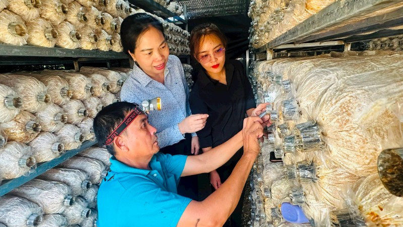 Bí thư Đảng ủy xã Ngọk Bay Trần Thị Phong Lan khảo sát quy trình sản xuất nấm tại Hợp tác xã hữu cơ Biology.