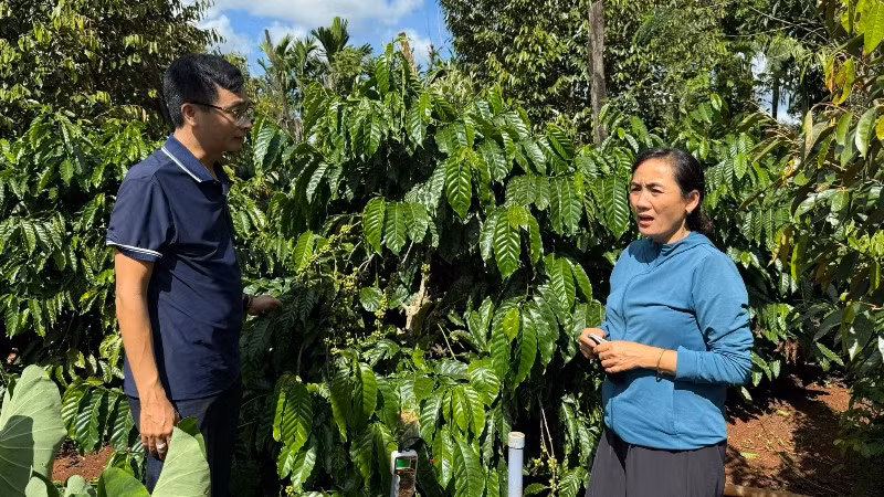 Cán bộ kỹ thuật Công ty TNHH MTV Xuất nhập khẩu 2-9 Đắk Lắk hướng dẫn nông dân chăm sóc cây cà-phê.