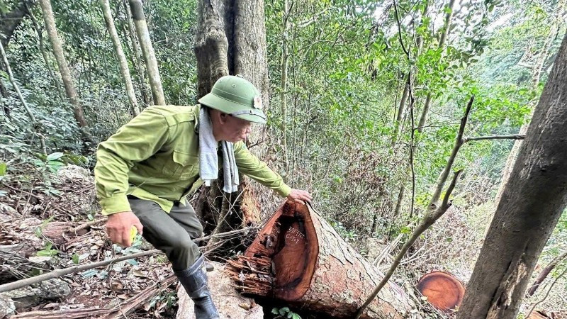 Lực lượng kiểm lâm đo, đếm một cây nghiến bị chặt hạ trái phép. (Ảnh: VĂN LẠ)