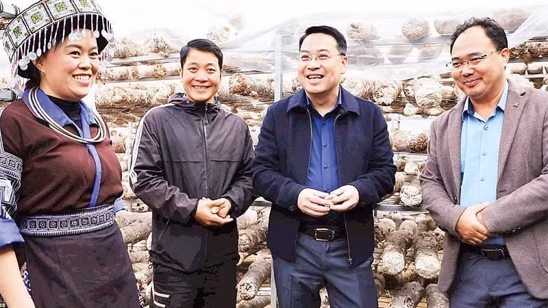 Đồng chí Giàng A Câu, Bí thư Đảng ủy xã Mù Cang Chải (người đứng ngoài cùng bên phải) tham gia kiểm tra việc trồng nấm xuất khẩu trên địa bàn.