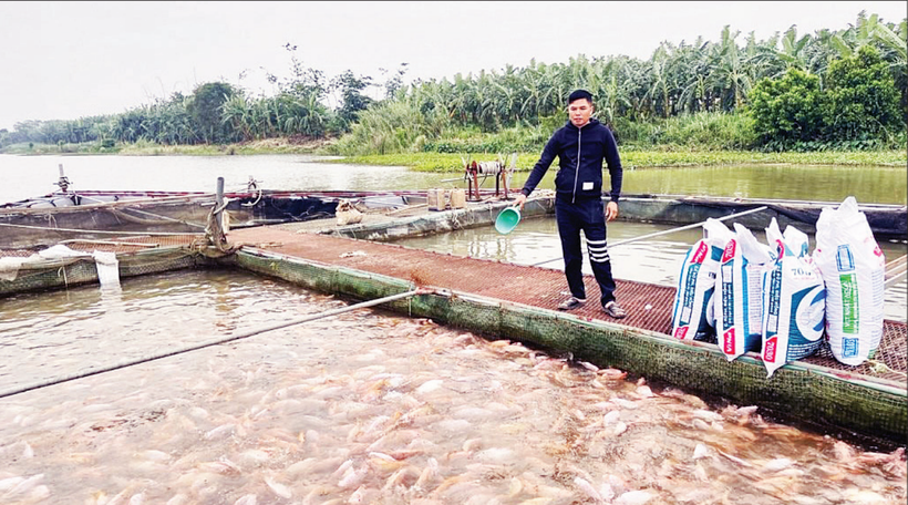 Người dân xã Tân Hưng, tỉnh Hưng Yên chăm sóc cá lồng trên sông. (Ảnh DƯƠNG MIỀN)