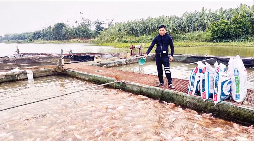 Người dân xã Tân Hưng, tỉnh Hưng Yên chăm sóc cá lồng trên sông. (Ảnh DƯƠNG MIỀN)