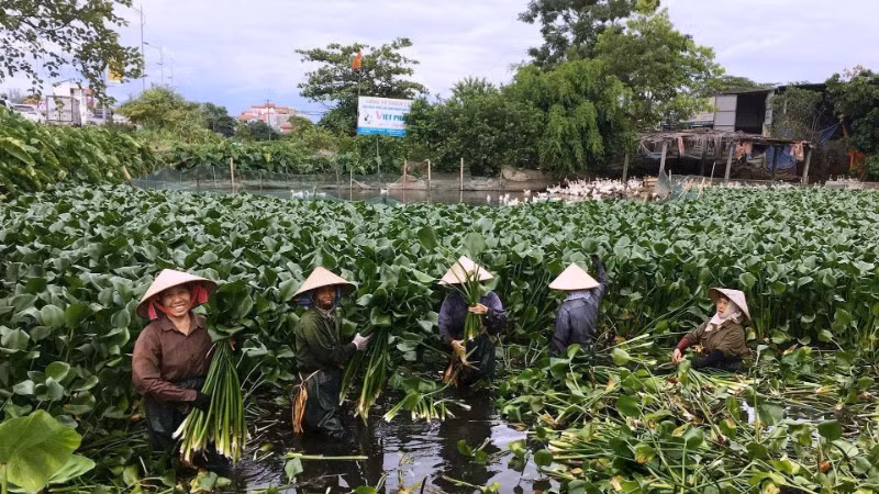 Người dân xã Phượng Dực (Hà Nội) vớt bèo tây. (Ảnh VŨ DUY)