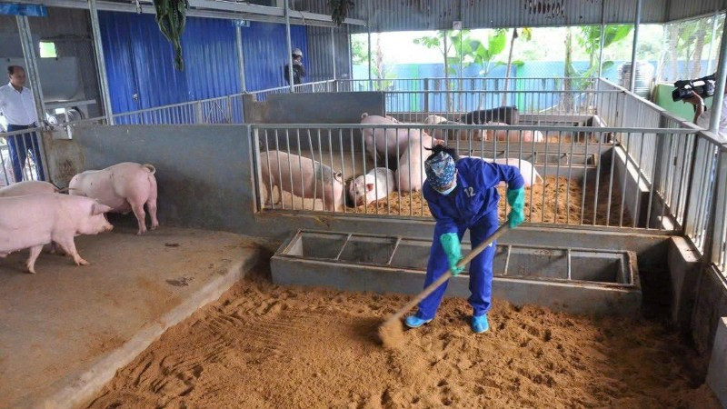 Chăn nuôi lợn an toàn sinh học giúp kiểm soát dịch bệnh. (Ảnh ĐỖ TUẤN)