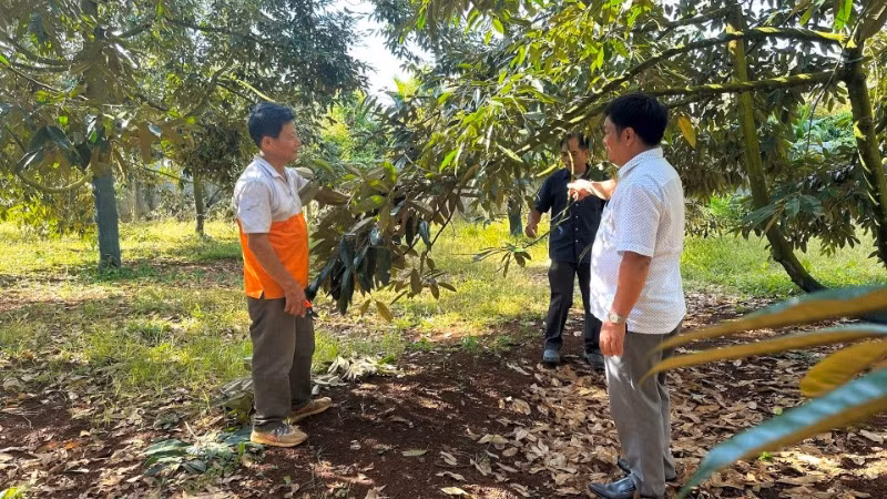 Vườn sầu riêng sử dụng cân đối phân bón vô cơ và hữu cơ của ông Trần Quang Tá, xã Ea Knuếc (Đắk Lắk).