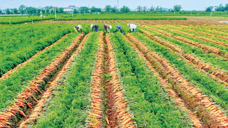 Vùng trồng cây và rau màu 360 ha được quy hoạch tại 7 thôn ở xã Đức Chính (Hải Phòng), trong đó 80% diện tích dành cho cây cà-rốt phục vụ thị trường trong nước và xuất khẩu. (Ảnh NHẤT NGUYÊN)
