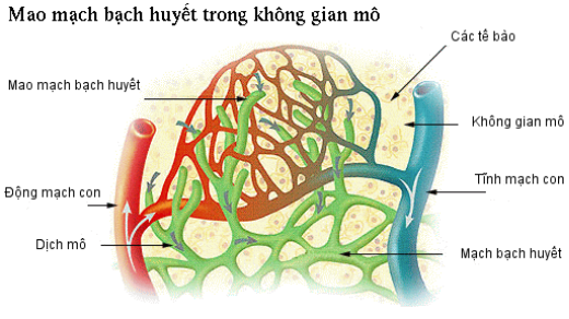 ARPA-H tài trợ tối đa 22,4 triệu AUD (khoảng 420 tỷ đồng) cho Đại học Monash (Australia) phát triển các loại thuốc mới giúp phục hồi chức năng co bóp và vận chuyển của mạch bạch huyết.