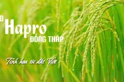 Gạo Hapro Đồng Tháp - Tinh hoa từ đất Việt