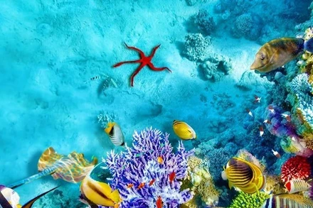 Trong những năm gần đây, đa dạng sinh học biển đang bị đe dọa, cần được cộng đồng chung tay bảo vệ. 