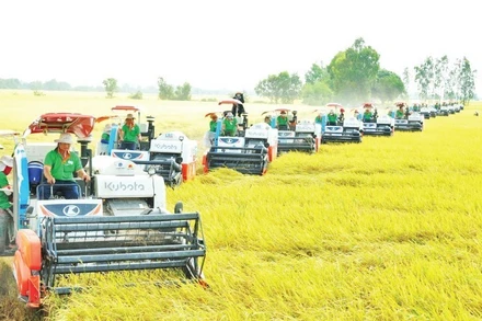 Việt Nam hiện đã trở thành nước xuất khẩu gạo thứ 2 thế giới. (Ảnh: CÔNG HÂN)