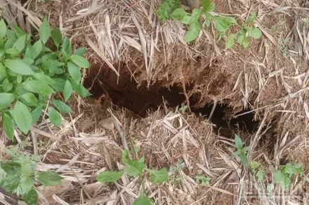 Vết nứt núi tại thôn Tây, xã Tây Trà Bồng có chiều dài khoảng 150m, có nguy cơ sạt lở, gây nguy hiểm đến khu dân cư tổ 1 và tổ 2 thuộc thôn Tây.