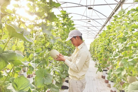 Sử dụng hệ thống tưới nhỏ giọt và kiểm soát dinh dưỡng trong trồng dưa lưới tại trang trại thông minh Delco Farm tại Bắc Ninh. (Ảnh: ĐĂNG ANH)