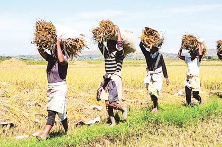 Nông nghiệp là lĩnh vực hợp tác quan trọng của Angola với Việt Nam.