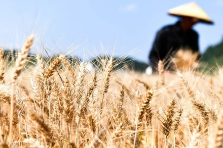 Ảnh minh họa: Tân Hoa xã 