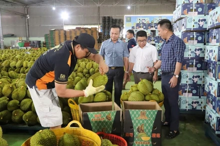 Cơ sở thu mua đóng gói sầu riêng xuất khẩu trên địa bàn huyện Krông Pắc, tỉnh Đắk Lắk. (Ảnh CÔNG LÝ)