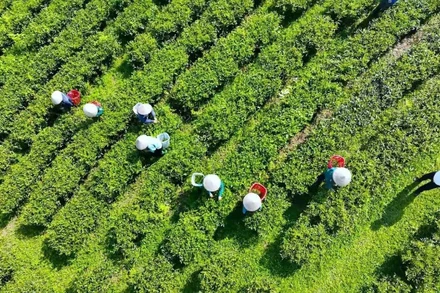 Thu hái chè vào lúc sáng sớm bảo đảm chè được thơm ngon.