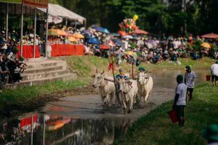 Ngày 20/9/2025, sân đua ở Khu Liên hợp Thể thao-Du lịch Tà Pạ-Soài Chek (xã Tri Tôn, tỉnh An Giang) diễn ra Hội đua bò Bảy Núi tranh Cúp Truyền hình An Giang. (Ảnh: DANH THÀNH)
