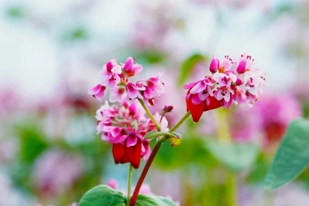 Lễ hội hoa tam giác mạch chính thức khai mạc vào tối ngày 29/11 tại xã Đồng Văn, tỉnh Tuyên Quang.