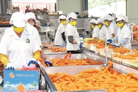 Sơ chế, đóng gói cà rốt xuất khẩu tại Hợp tác xã Đức Chính, xã Tuệ Tĩnh, thành phố Hải Phòng. (Ảnh: TRẦN AN)