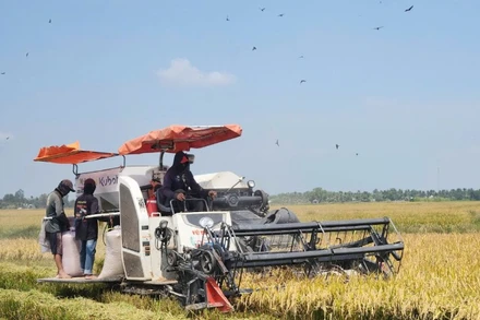 Nông dân vùng Tứ giác Long Xuyên thu hoạch lúa.