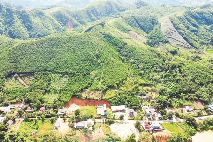 Lào Cai là địa phương có vùng trồng quế lớn nhất cả nước.