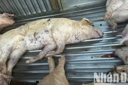 Tại thời điểm kiểm tra, lực lượng chức năng tỉnh Quảng Trị phát hiện trên xe ô-tô tải có 9 con lợn đã chết.