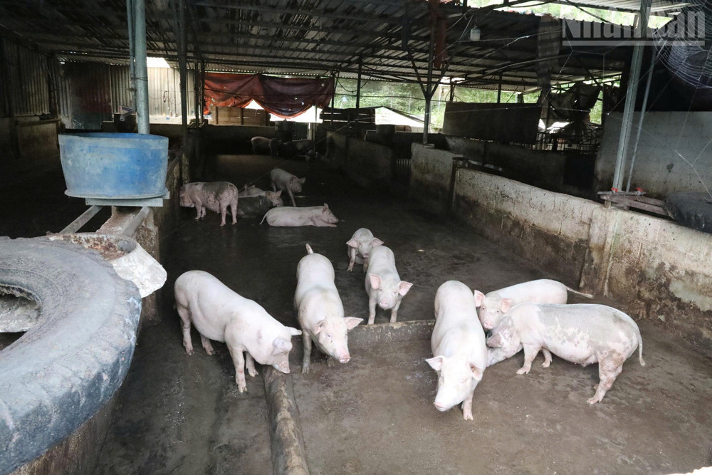 Đàn lợn tại cơ sở chăn nuôi thuộc xã Mẫu Sơn, tỉnh Lạng Sơn. ndo_tr_gen-h-z6859716041791-cefe0258888c15e905837b2cf40477e9.jpg