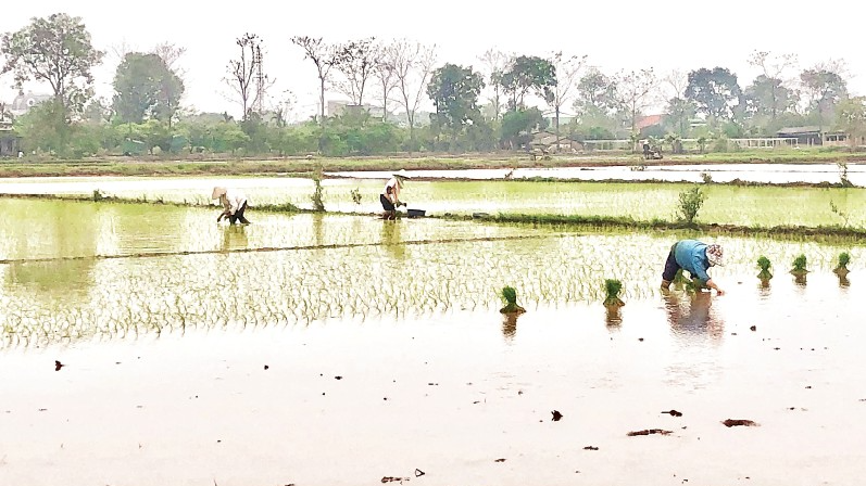 Nông dân xã Phùng Nguyên, tỉnh Phú Thọ xuống đồng gieo cấy lúa đông xuân.
