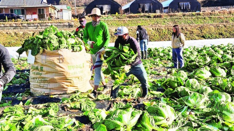 Công nhân nước ngoài làm việc tại một trang trại ở Chungcheongbuk-do, Hàn Quốc. (Ảnh Korea.net)