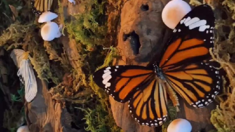 Chàng trai 9x lưu giữ vẻ đẹp thiên nhiên qua nghệ thuật tiêu bản