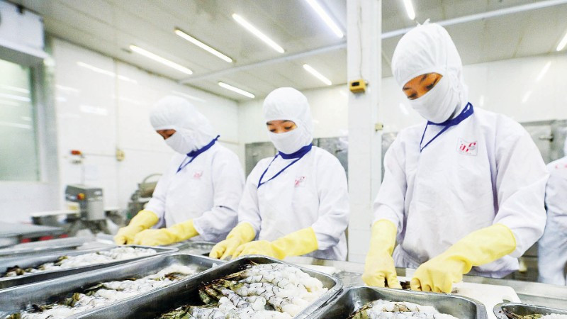 Sơ chế, chế biến thủy sản xuất khẩu tại doanh nghiệp trên địa bàn thành phố Cần Thơ. (Ảnh ANH MINH)