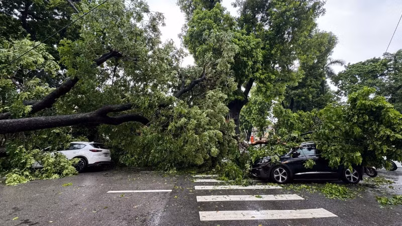 Hình ảnh cây lớn đổ đè vào hai chiếc xe của người dân sáng nay 26/8. (Nguồn: Cộng tác viên)