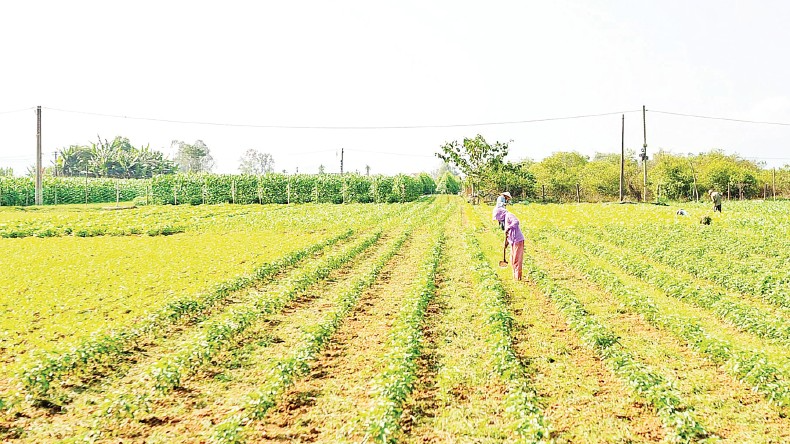 Vùng chuyên canh rau Bàu Tròn (xã Đại Lộc) hồi sinh sau lũ.
