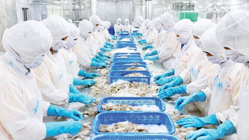 Chế biến thủy sản xuất khẩu tại Nhà máy của Công ty cổ phần chế biến thủy sản xuất, nhập khẩu Kiên Cường, tỉnh An Giang. (Ảnh PHÚ CƯỜNG)