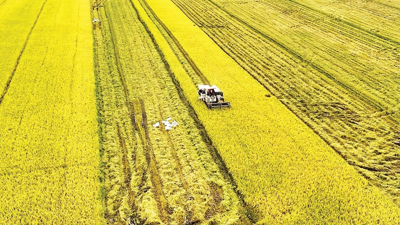 Thu hoạch lúa ở tỉnh An Giang. (Ảnh TTXVN)