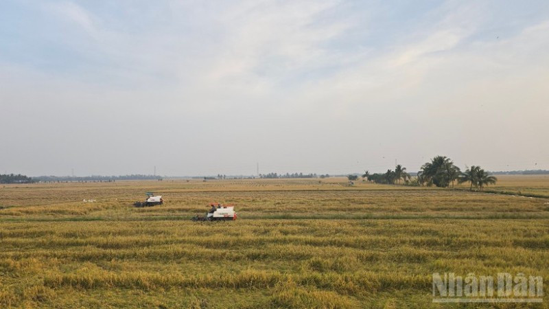 Nông dân An Giang thu hoạch lúa.
