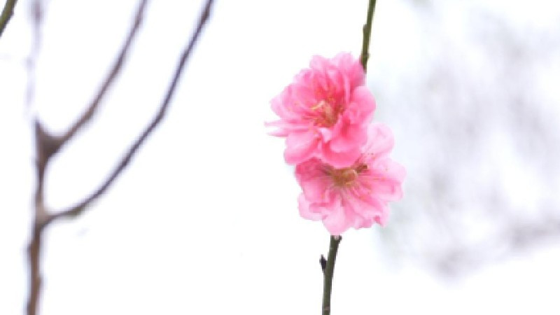 Vườn đào Nhật Tân chớm nở, báo hiệu ngày Tết đang cận kề