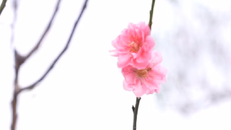 Vườn đào Nhật Tân chớm nở, báo hiệu ngày Tết đang cận kề