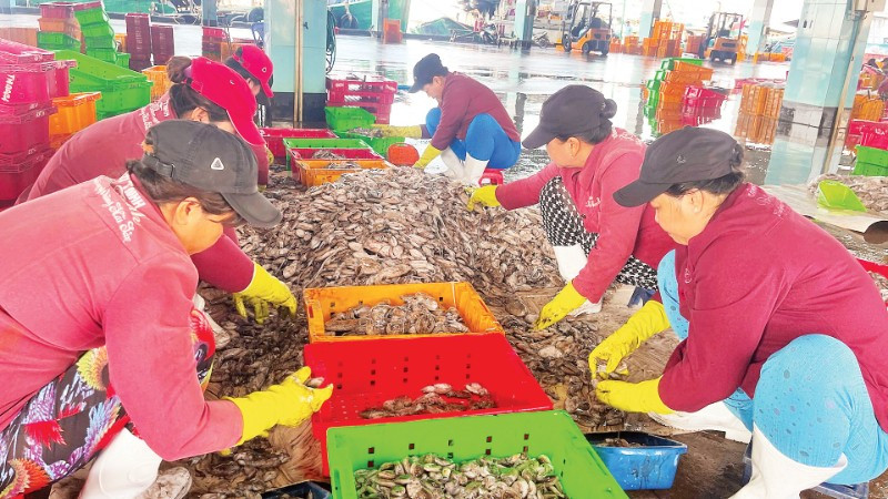 Phân loại thủy hải sản ở cảng cá Phan Thiết, tỉnh Lâm Đồng. (Ảnh THANH HẢI)