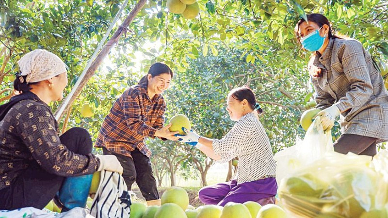 Cây bưởi góp phần tạo nguồn thu nhập ổn định cho nhiều hộ gia đình ở xã Vĩnh Phú, tỉnh Phú Thọ. (Ảnh PHÙNG HẢI)