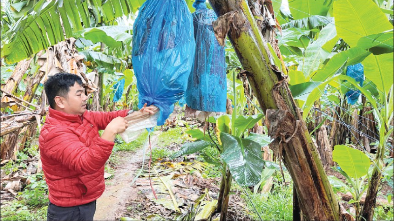 Chăm sóc vườn chuối tại vùng trồng của Công ty cổ phần nông nghiệp An Thịnh Khang Farm. (Ảnh MINH ANH)