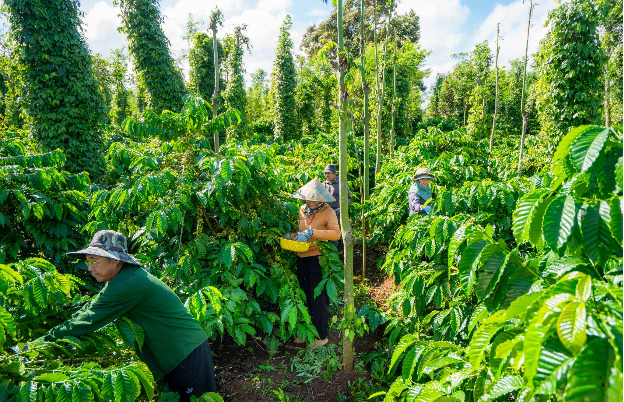 Áp dụng phương pháp canh tác theo mô hình nông nghiệp tái sinh, vườn cà-phê của bà con nông dân tham gia chương trình NESCAFÉ Plan xanh tốt trước niên vụ 2024 - 2025.