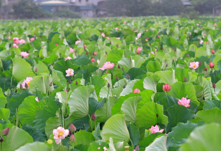 Quận Tây Hồ đang khôi phục diện tích trồng sen chung quanh khu vực hồ Tây. Ảnh: Duy Linh.