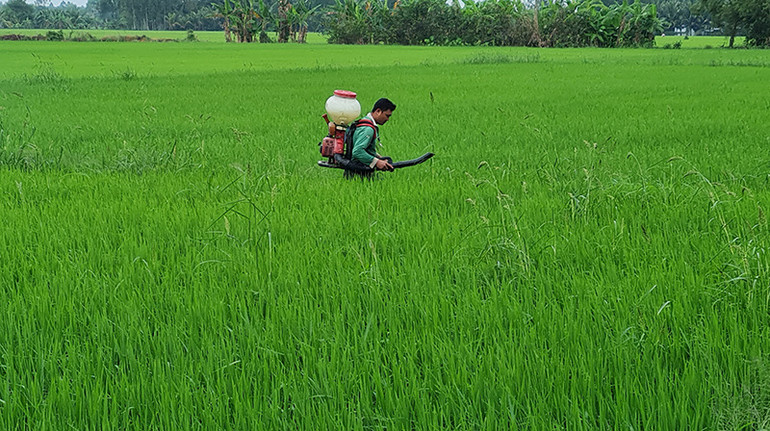 Nông dân ở Long Mỹ phun thuốc diệt sinh vật gây hại.