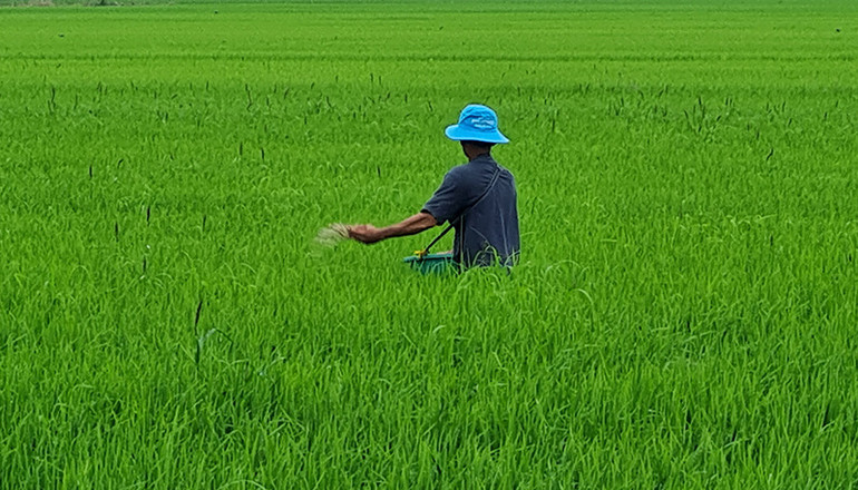 Nông dân bón phân, chăm sóc lúa trong những ngày Tết.