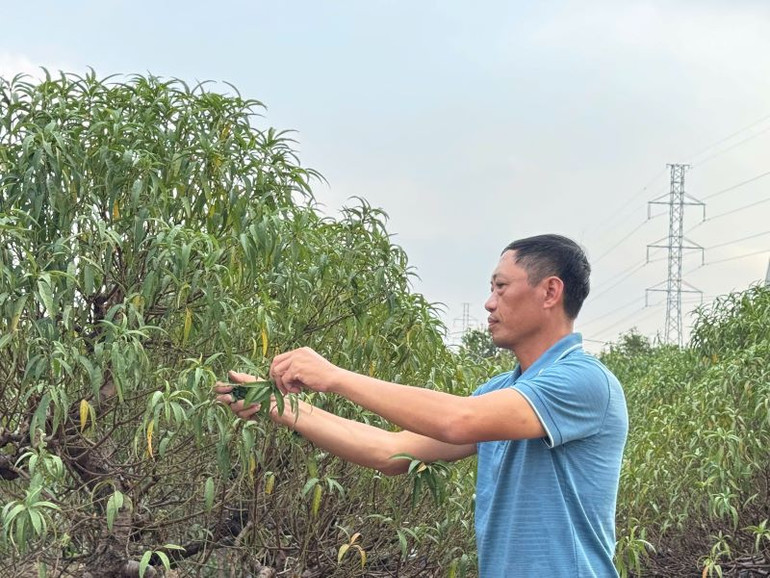 Ông Việt tuốt lá đào để kích thích ra hoa.