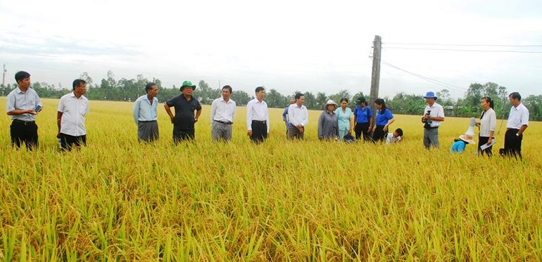 Ngành nông nghiệp và chính quyền địa phương tham quan khu ruộng trồng lúa VD20 tại xã Tăng Hòa, huyện Gò Công Đông (Tiền Giang).