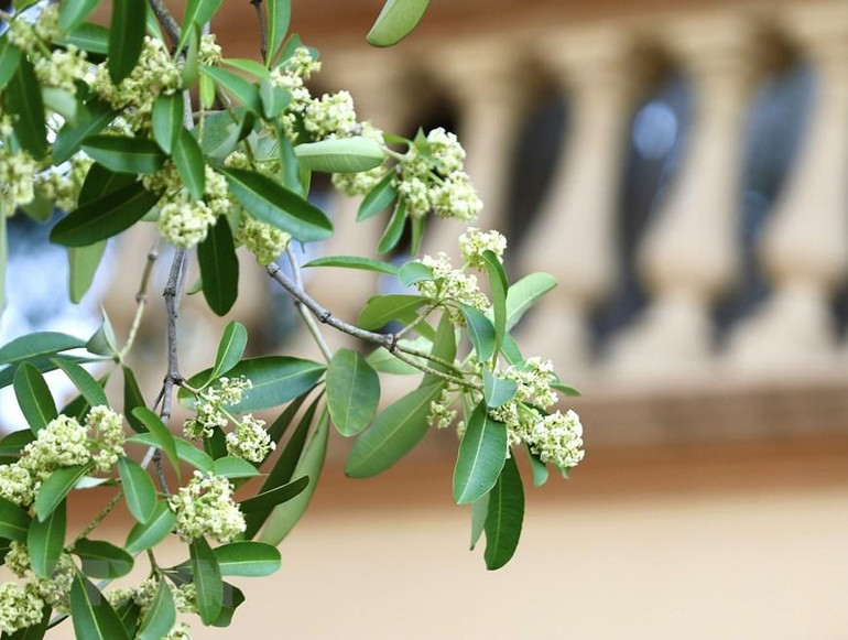 [Ảnh] Đắm chìm cùng Hà Nội dịu dàng trong những ngày cuối thu ảnh 9